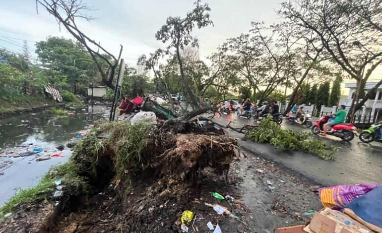 SALAH satu pohon tumbang akibat diterjang angin kencang di Jalan Belitung Darat Banjarmasin, Senin (16/10/2023) sore.(foto: Mani)