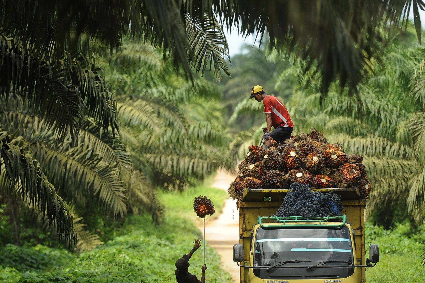 Meski Curah Hujan Tinggi , Produktifitas Sawit Di Kalsel Relatif Stabil