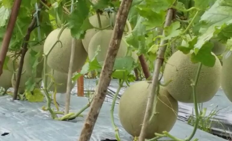 Kelompok Tani Mekar Jaya Lestari Panen Melon