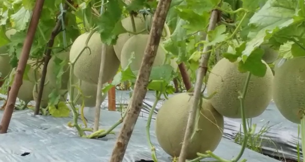 Kelompok Tani Mekar Jaya Lestari Panen Melon