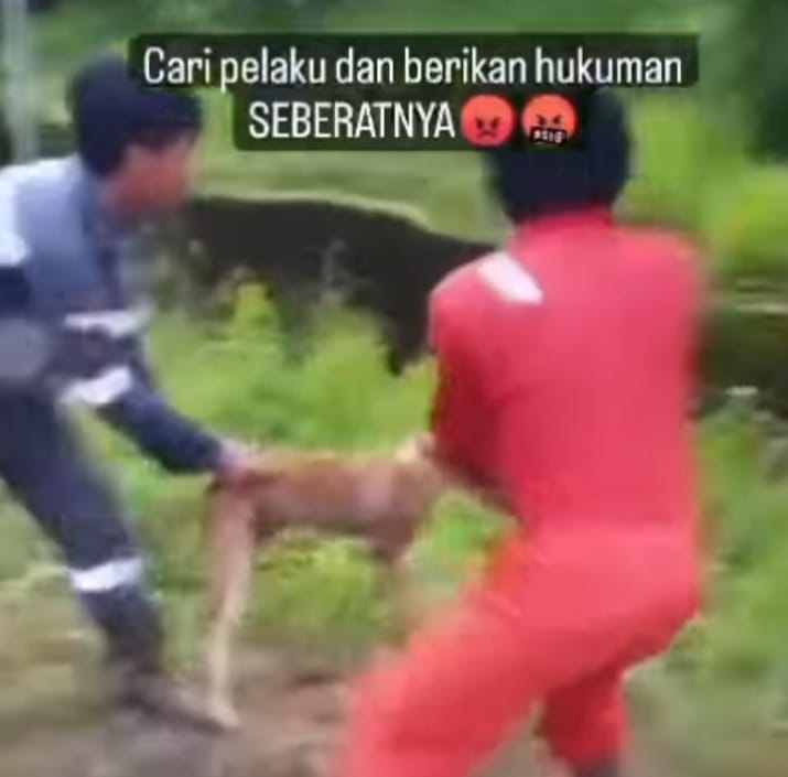 Biadab ! Anjing Hidup Dilempar ke Rawa yang Berisi Buaya