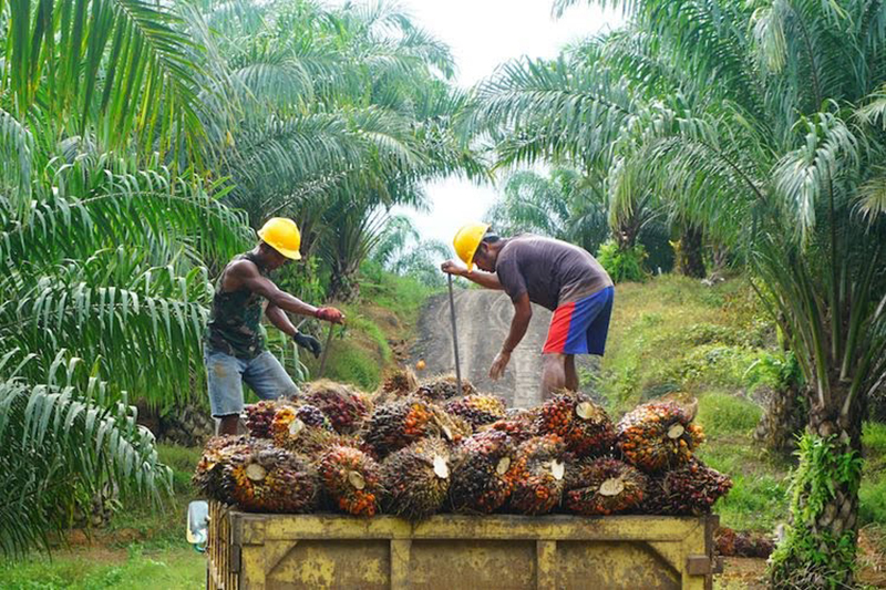 Awasi Tata Kelola Sektor Perkebunan di Kalsel