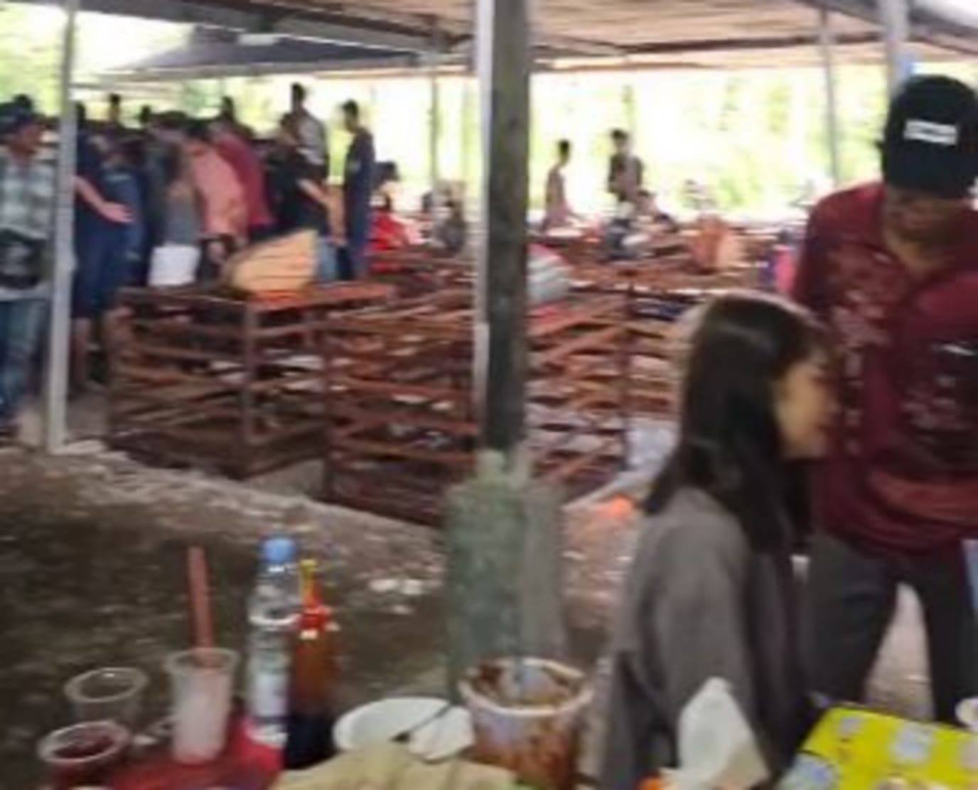 Judi Sabung Ayam Diduga Kembali Marak, Beredar di Kawasan Gambut