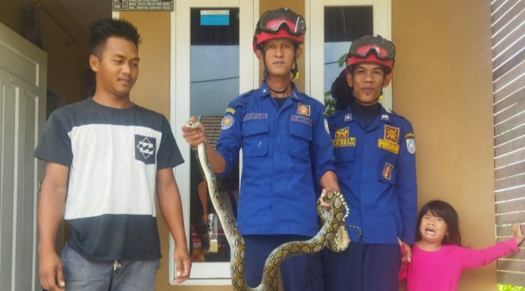 Ular Phyton Gegerkan Warga Tatah Belayung