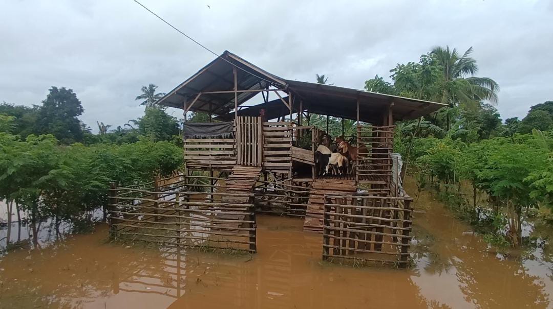 200 Hektar Lahan Pertanian Desa Kunyit Tergenang Banjir, Ternak Terpaksa Diungsikan