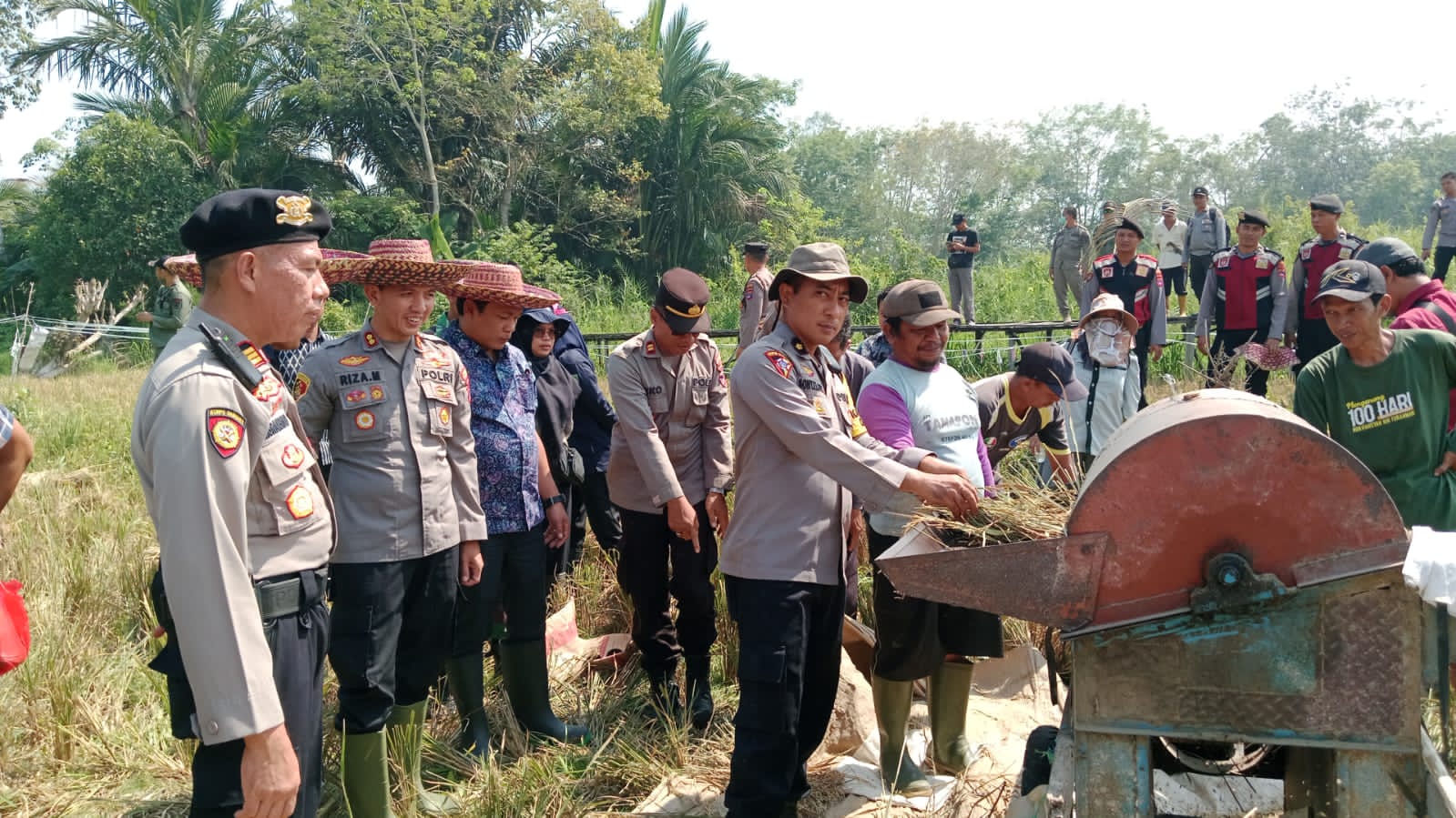 Sukseskan GerNas Antisipasi Dampak El Nino, Desa Tampang gelar Panen Raya