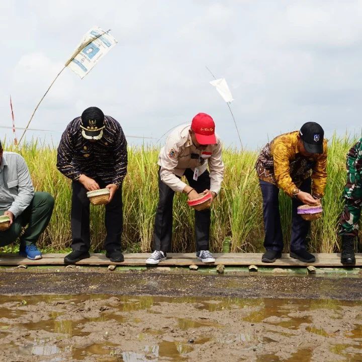 Panen Padi Perdana Di Desa  Mandala HSS, Geliat Peningkatan Produksi Pangan Kalsel