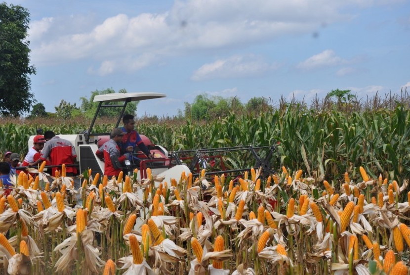 Dari “Gapura Karomah”  Petani Tala Mampu Hasilkan Panen Jagung Melimpah