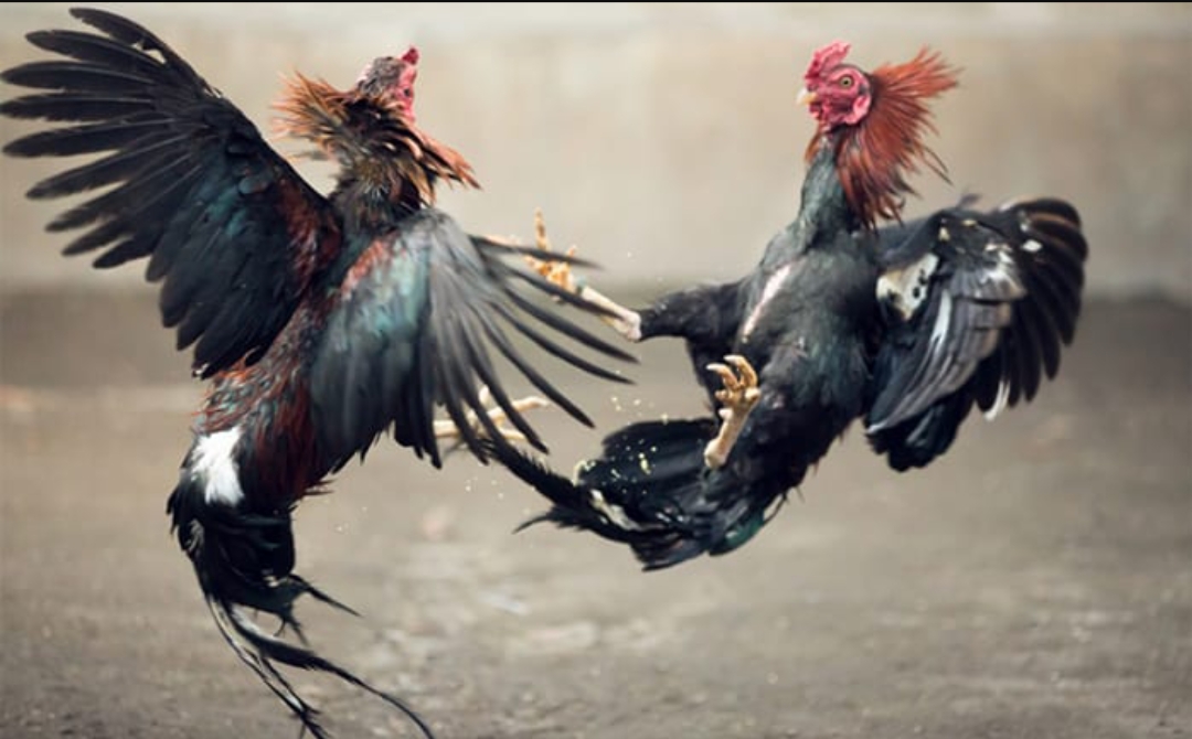 Satgasus Propam Polda Kalsel Gerebek Judi Sabung Ayam, Diduga Ada Keterlibatan Oknum Polisi