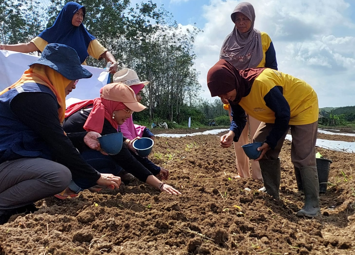 Jelang Ramadan, Petani Sungai Bokor Tanam Semangka