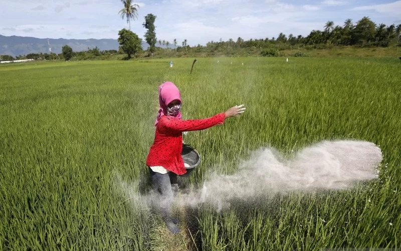 Dinas TPH Klaim Pupuk Bersubsidi Di Kalsel Tercukupi