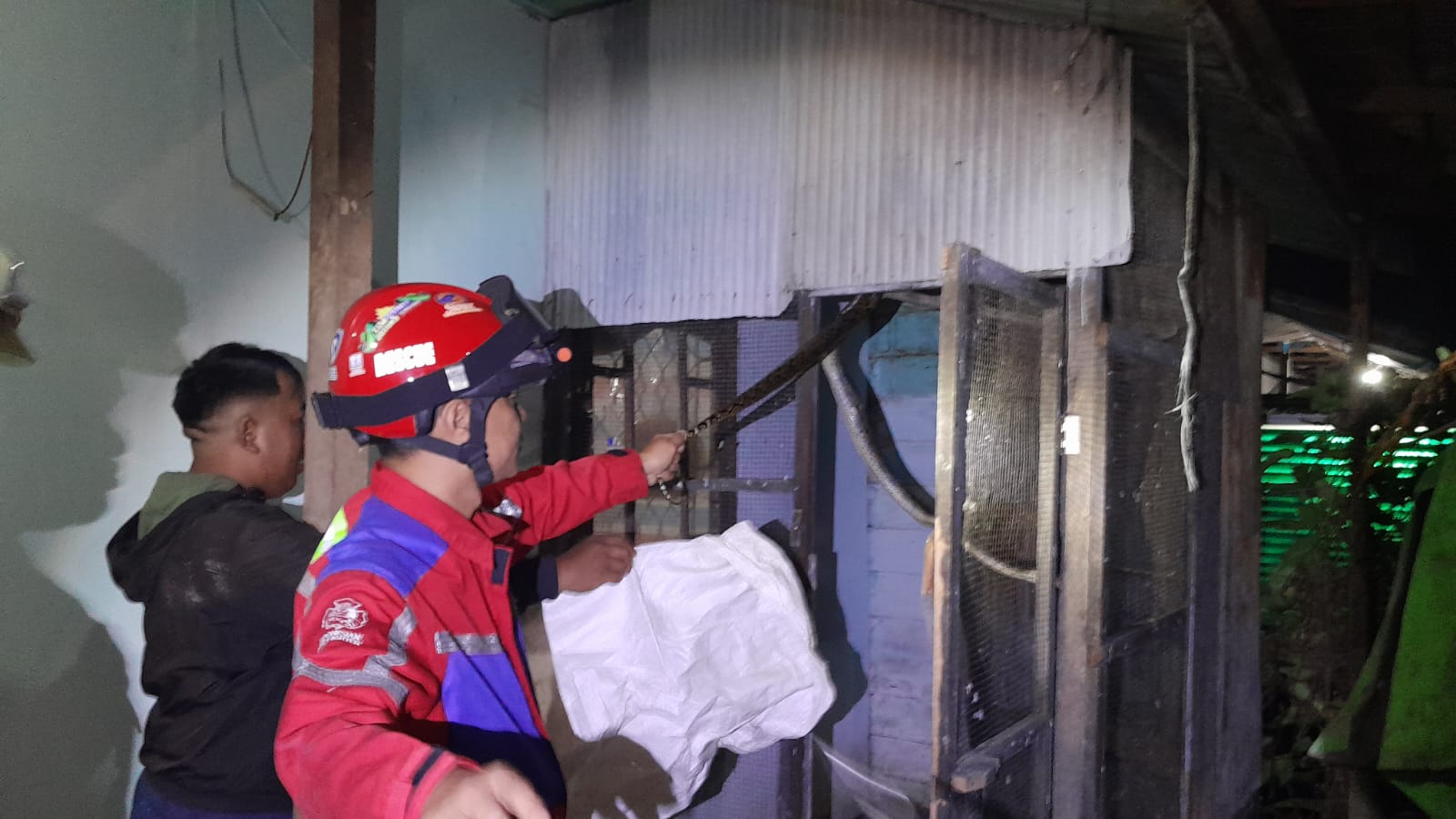Bikin Resah, Ular Sanca Incar Ternak Warga Gambut