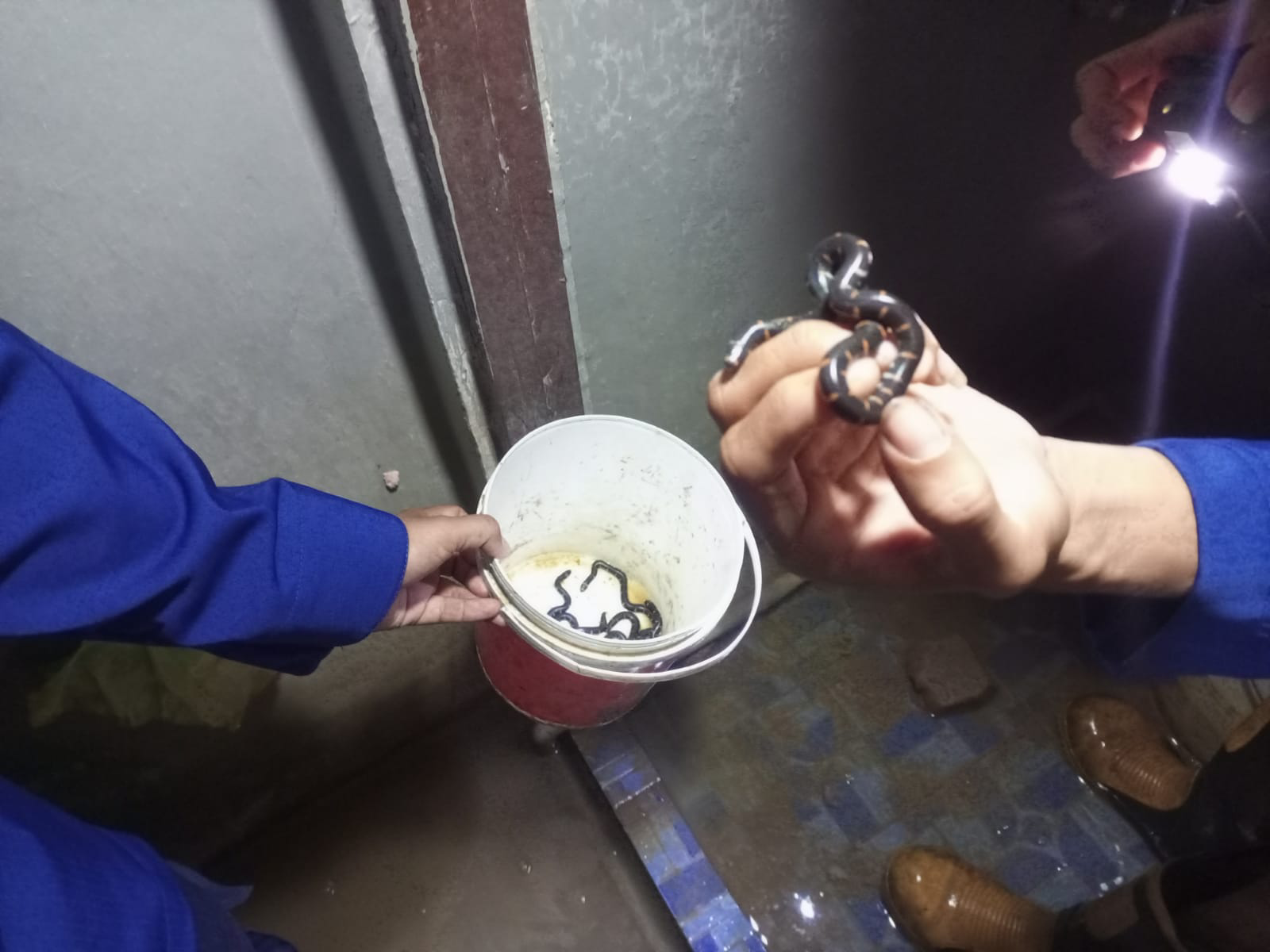 Enam Ekor Ular Kadut Di Desa Pekauman Ulu Berhasil Dievakuasi Petugas Damkar