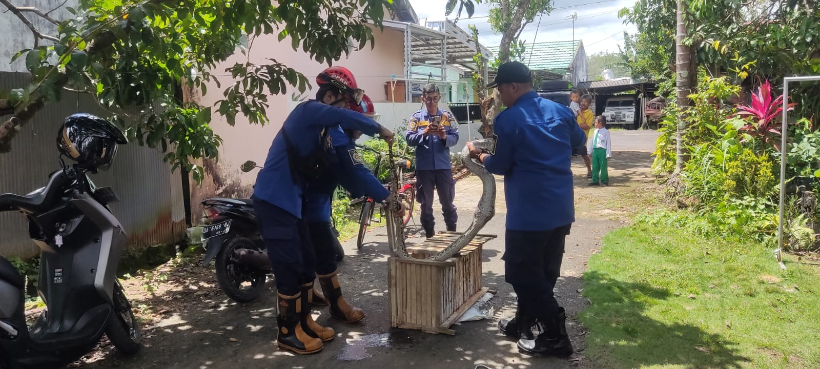 Ular Phyton Mangsa Ternak Resahkan Warga Bincau