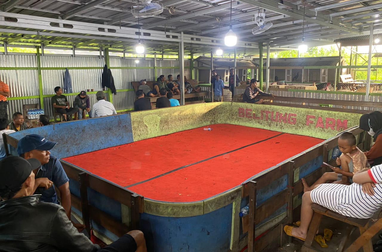 Ditreskrimum Polda Kalsel Gerebek Arena  Sabung Ayam Beromset Ratusan Juta, 80 Pelaku Judi Diamankan