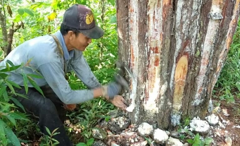 Penyadapan Karet di daerah