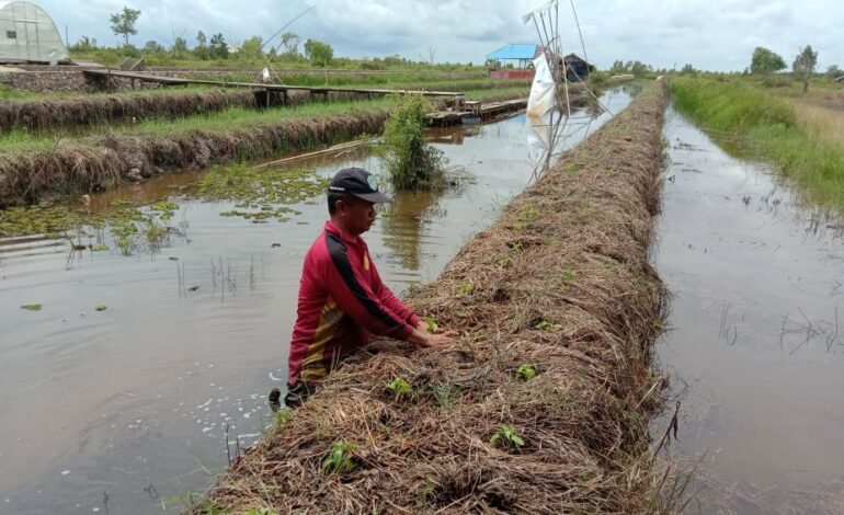 Karhutla Picu 31 Hektare Lahan Cabai Hiyung Terbakar