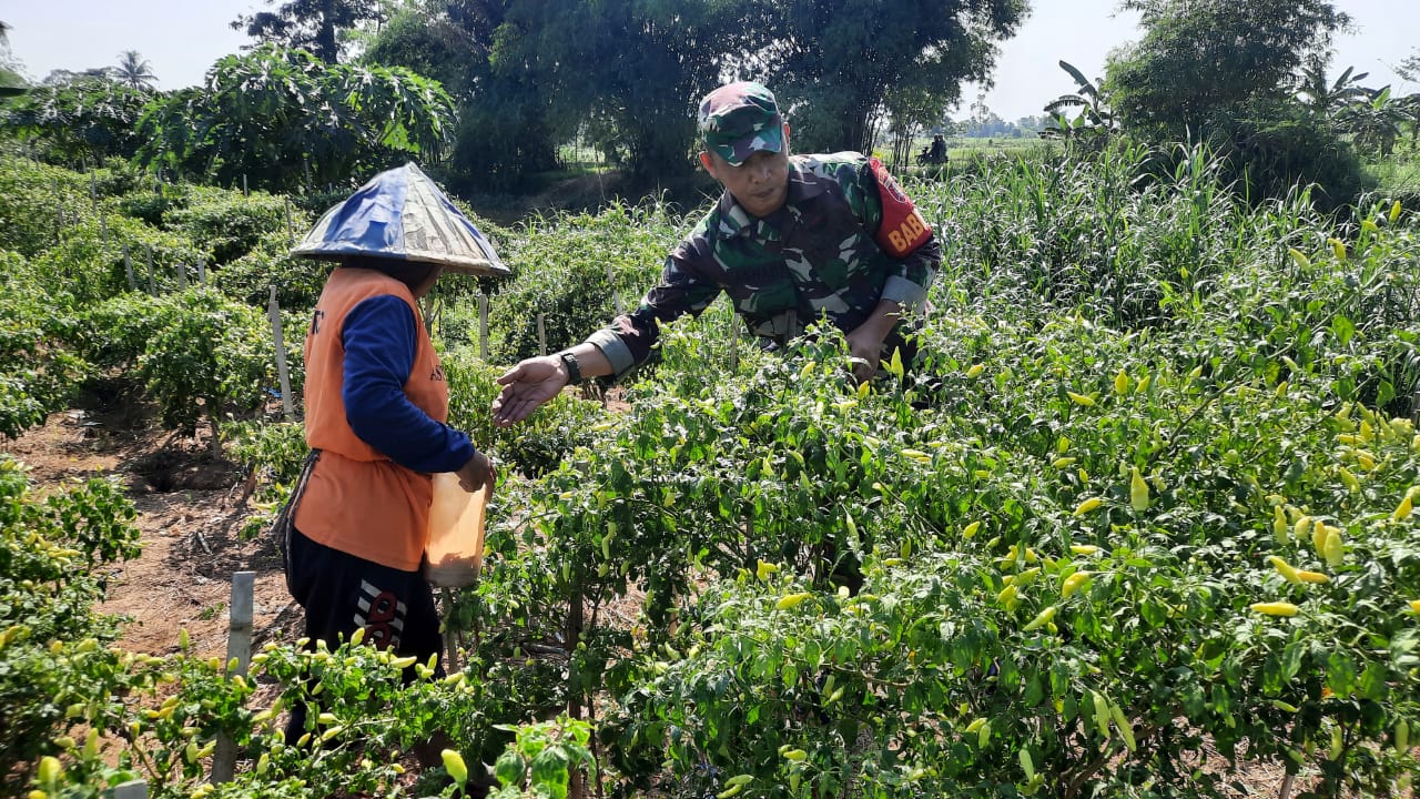 Melalui Komsos, Babinsa Kodim 1002/HST Dukung Ketahanan Pangan Di Desa Binaan
