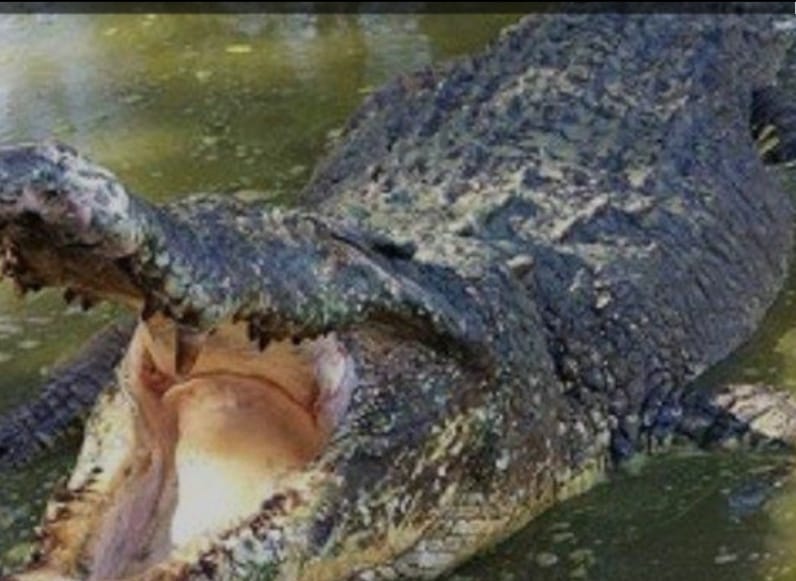 Buaya Saranjana Sambar Warga yang Mencari Kayu Bakau