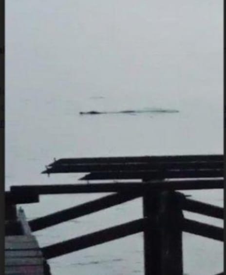 “Teror” Buaya di Pantai Batakan Baru Tanah Laut, Pengunjung Dilarang Berenang