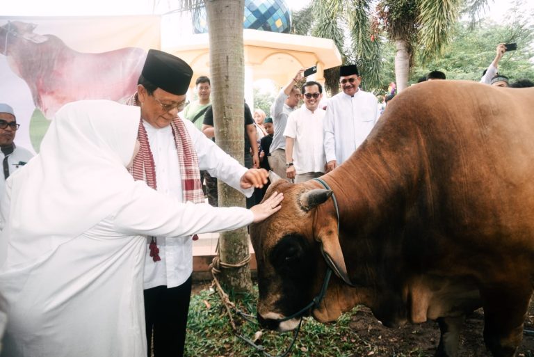 Gubernur Kalsel Serahkan Sapi Kurban Bantuan Presiden Jokowi