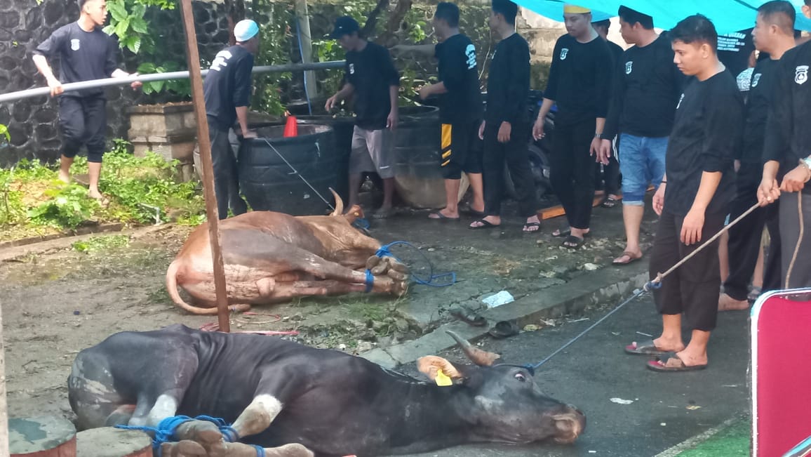 Polres Kotabaru Kurban 20 Ekor Sapi dan 2 Ekor Kambing
