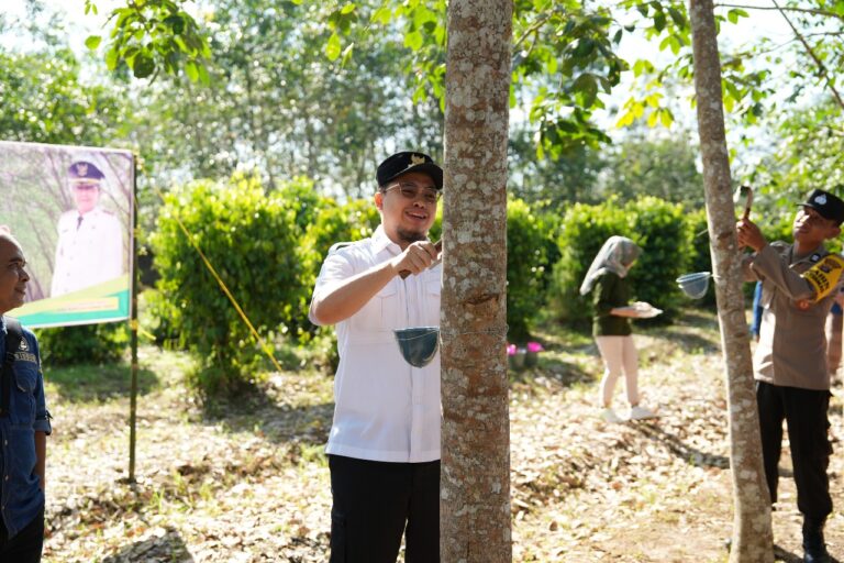 Bupati HST Menyadap Perdana Karet di Kebun Percontohan Desa Labunganak