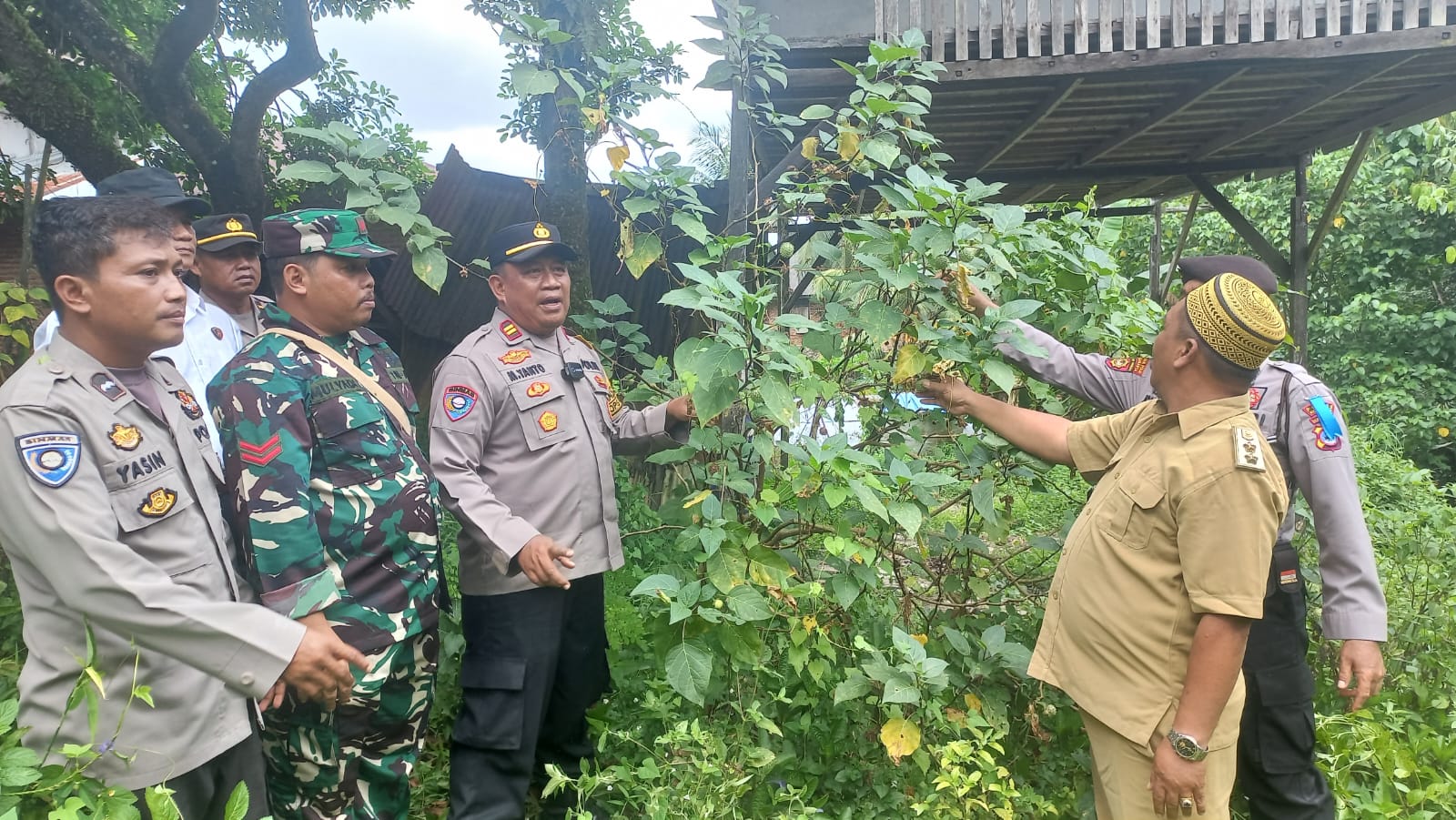 Pemusnahan Tanaman Kecubung di Gunung Ulin