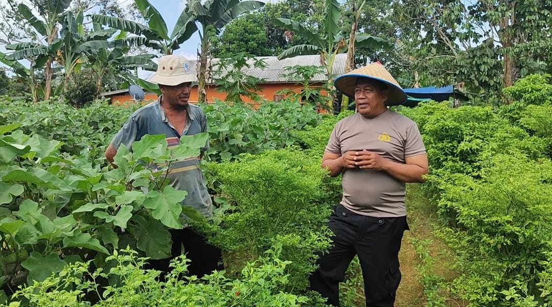 Petani dan Polisi Kembangkan Pertanian Sayuran di Tirawan