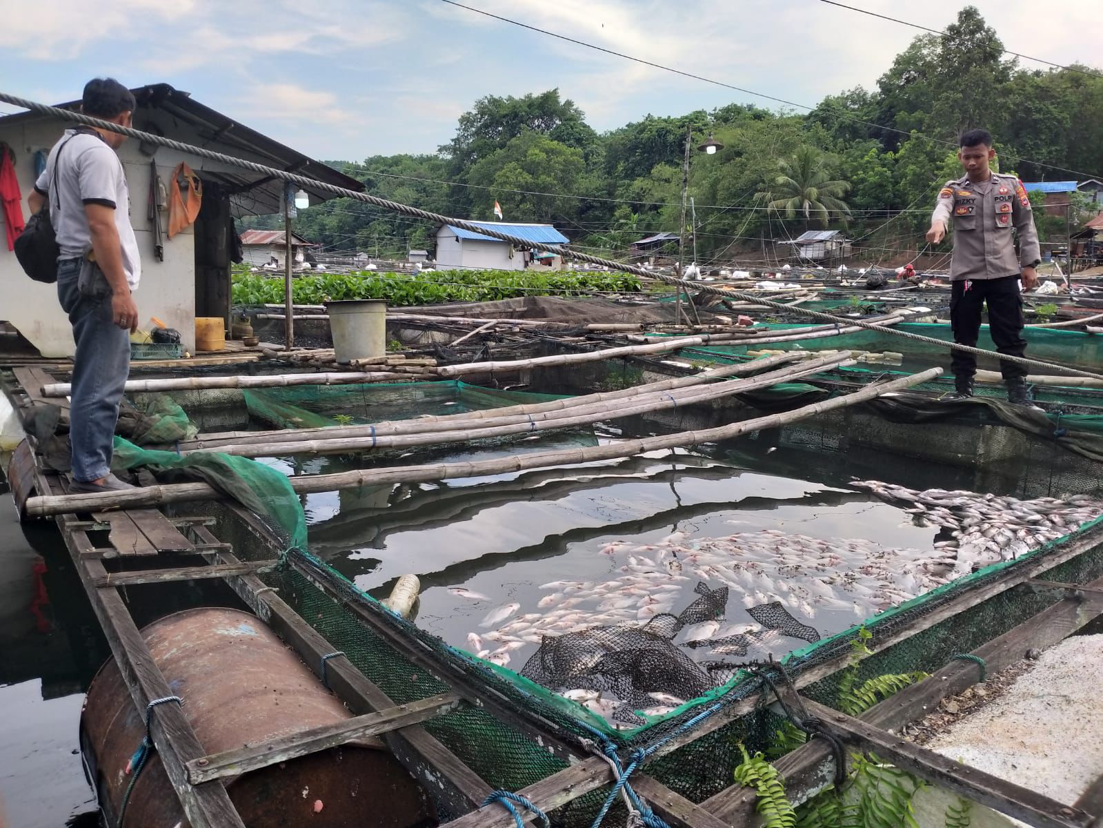 Kematian Ikan Keramba di Aranio Picu Kerugian Ratusan Juta Rupiah