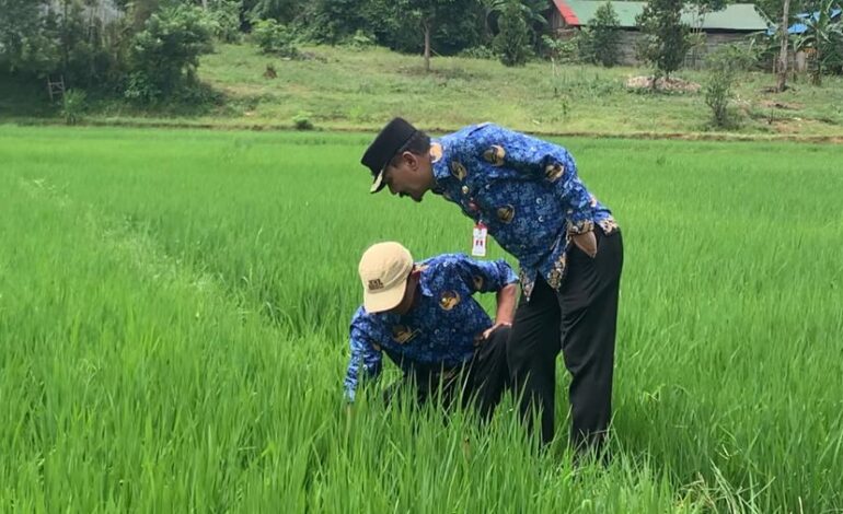 Pj Bupati Tala Tinjau Lahan Pertanian di Desa Bumi Jaya: Dukung Ketahanan Pangan