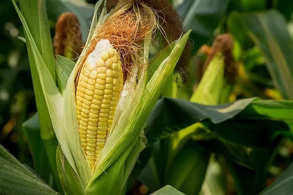 Jagung Bakar Menu Wajib Merayakan Malam Tahun Baru