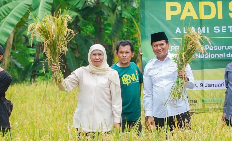 Khofifah Panen Raya Padi Sehat: Pakai Pupuk Probiotik Hasilkan Beras Rendah Karbo dan Kalori
