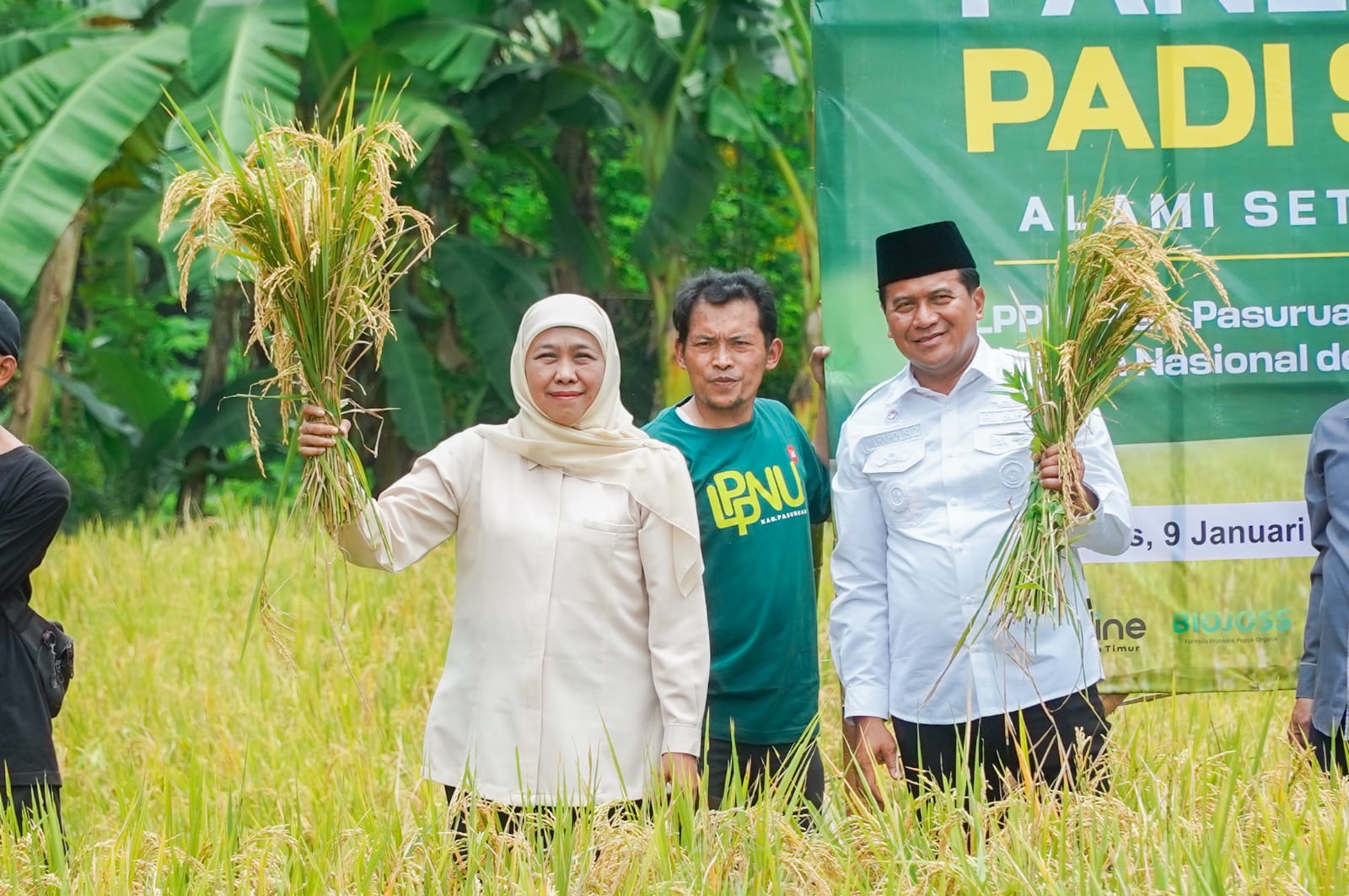 Khofifah Panen Raya Padi Sehat: Pakai Pupuk Probiotik Hasilkan Beras Rendah Karbo dan Kalori