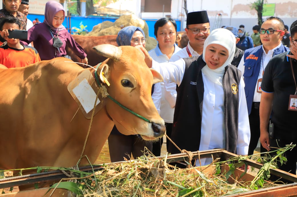 PMK di Jatim Tertangani, Khofifah Optimis Stok Hewan Ternak Aman Jelang Ramadan