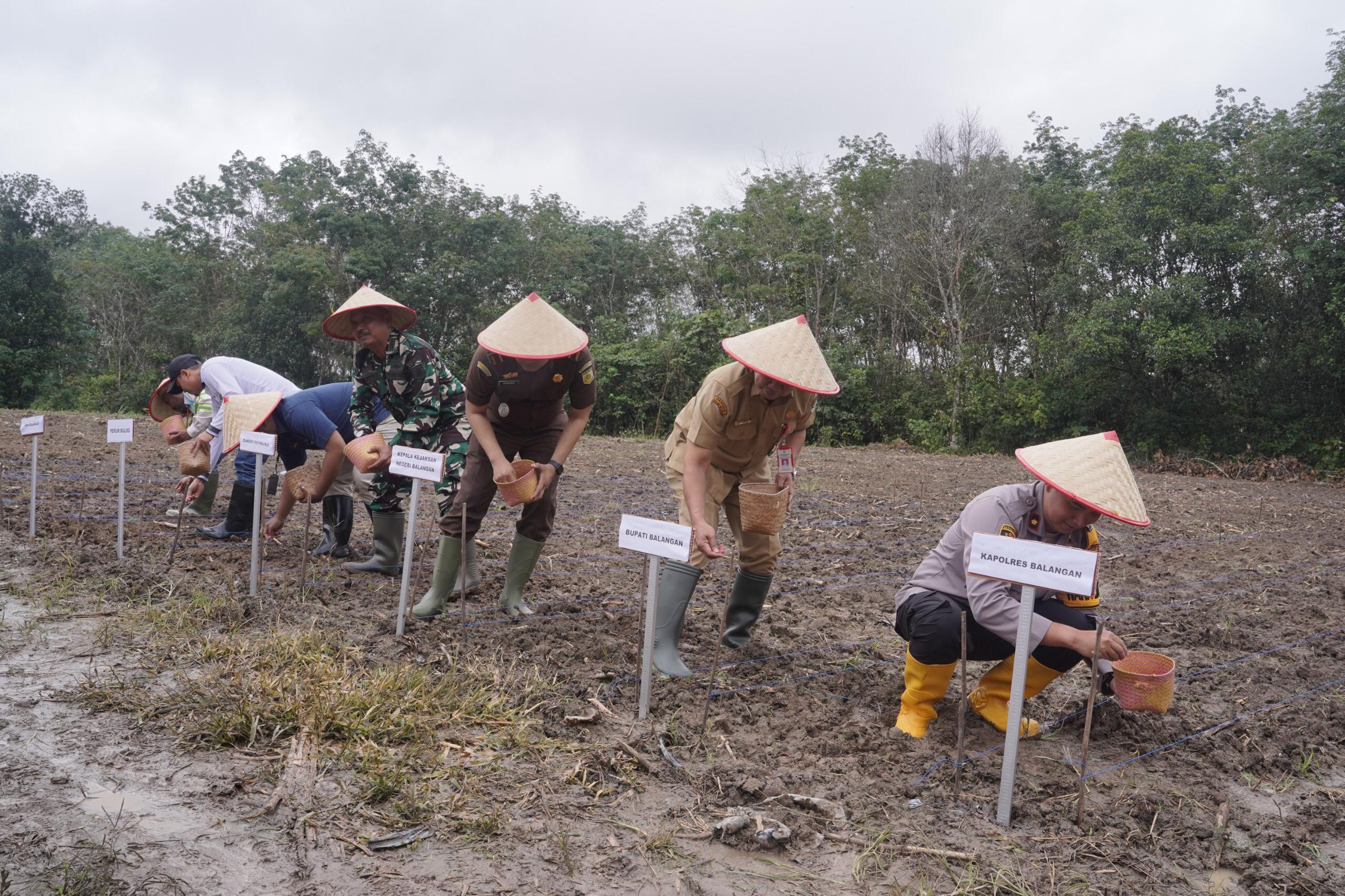 Polres Balangan Dukung Program Ketahanan Pangan Melalui Penanaman Jagung Serentak