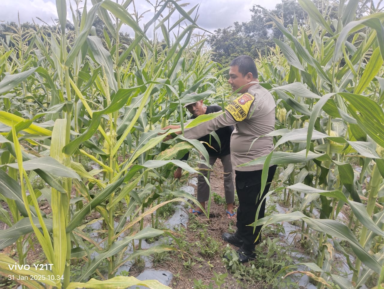 Polsek Bukit Datu Dukung Ketahanan Pangan Dengan Sambang Petani