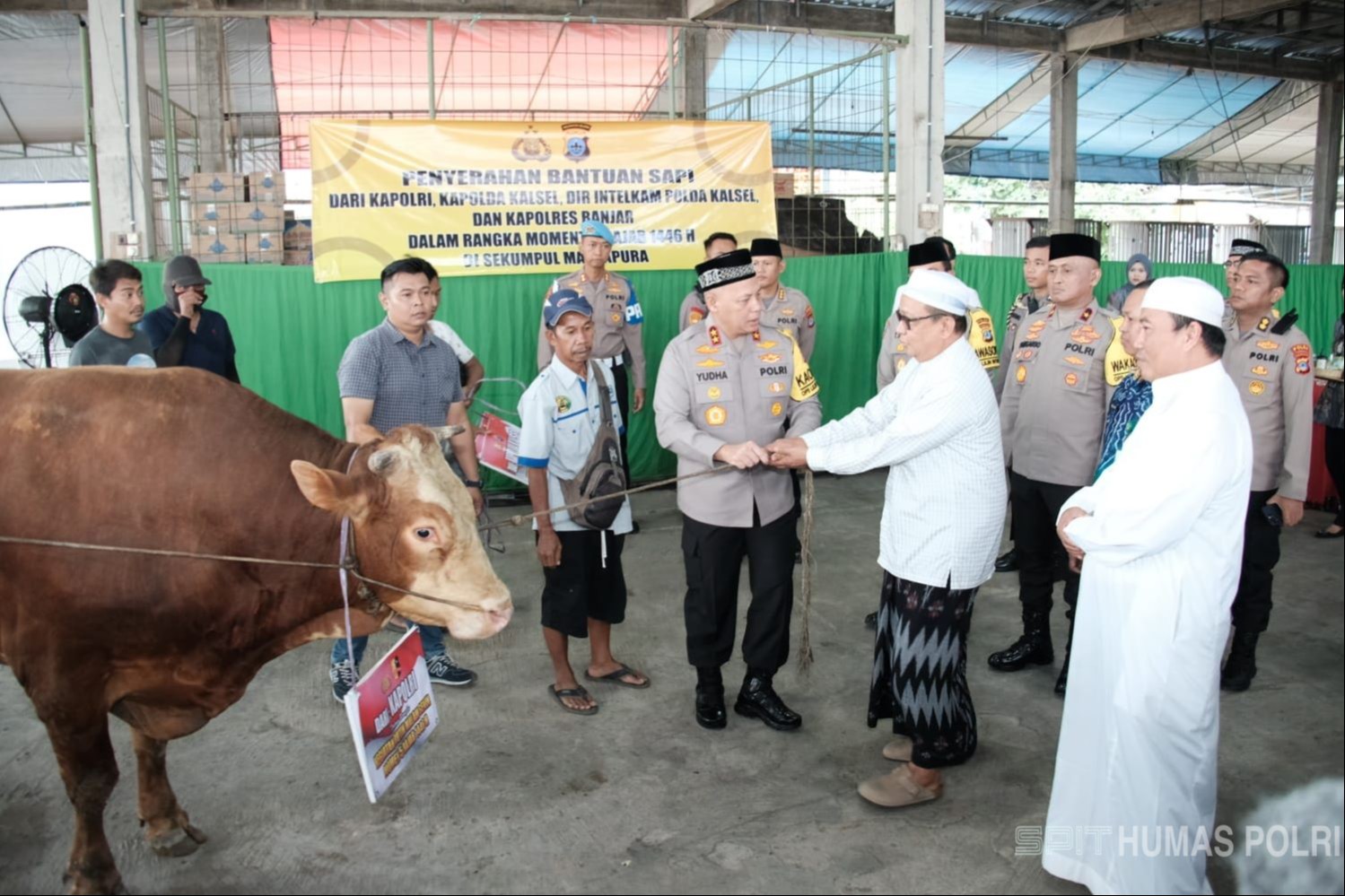 Kapolri Sumbang 4 Ekor Sapi Limosin Dukung Haul Guru Sekumpul