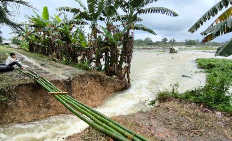 Persawahan di HST Tergenang Banjir Akibat Tanggul Jebol