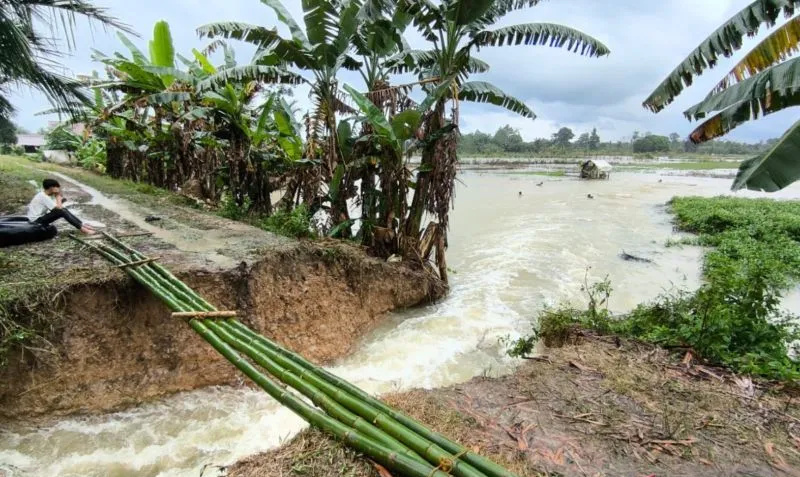 Persawahan di HST Tergenang Banjir Akibat Tanggul Jebol