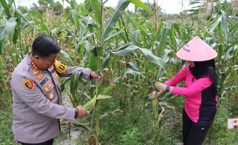 Polresta Palangka Raya Panen 5 Kwintal Jagung Hasil Binaan Pertanian