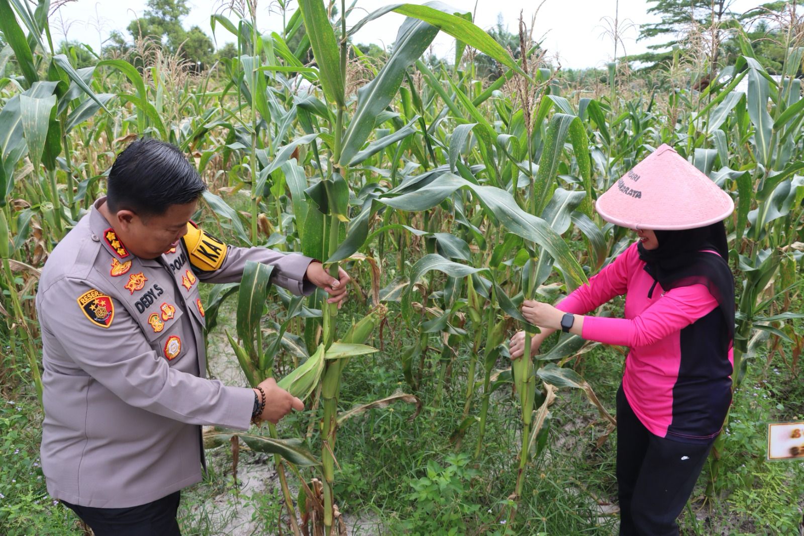 Polresta Palangka Raya Panen 5 Kwintal Jagung Hasil Binaan Pertanian