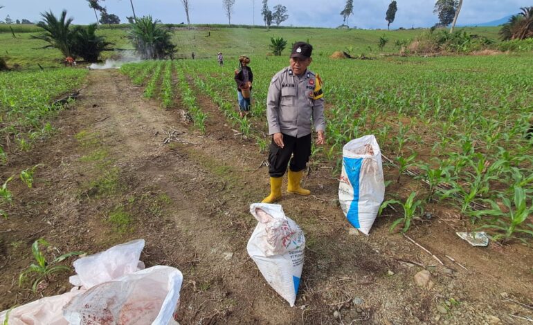 Pemupukan Jagung Serentak Pada Lahan 15 Hektare di Hampang