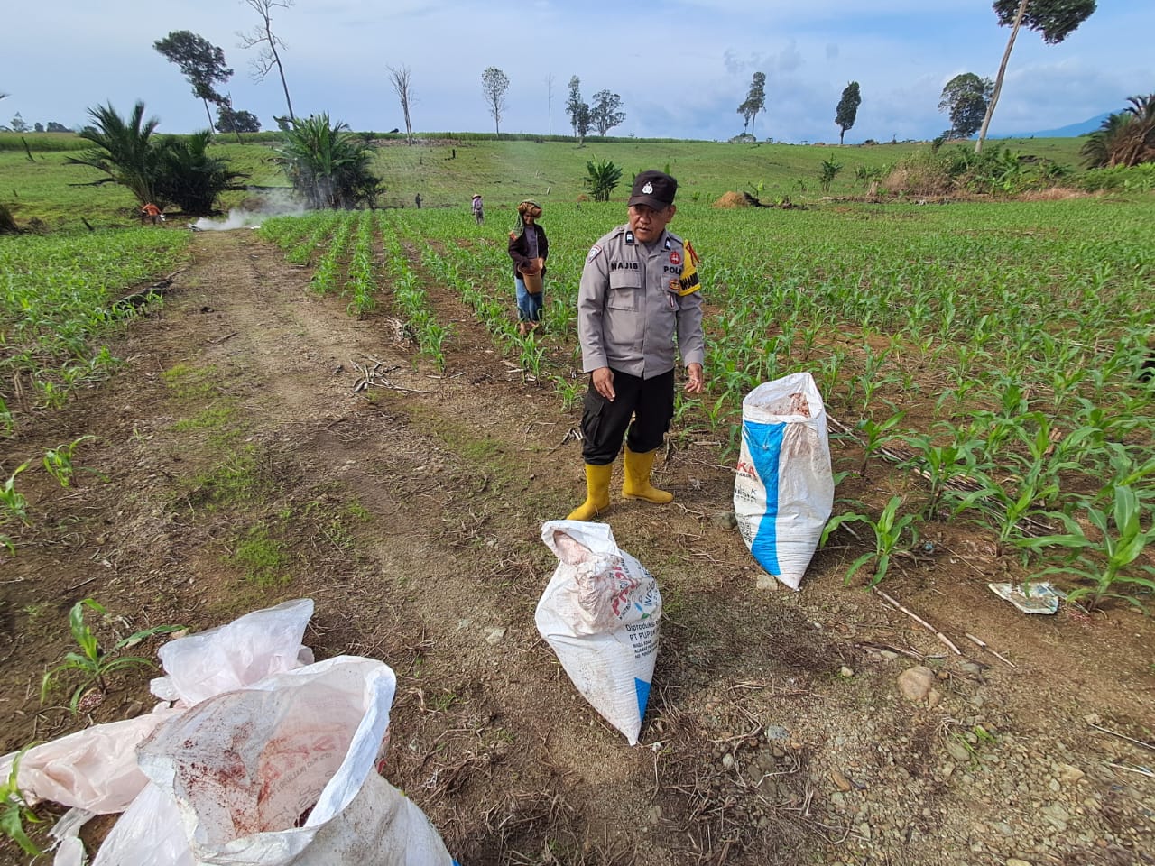 Pemupukan Jagung Serentak Pada Lahan 15 Hektare di Hampang