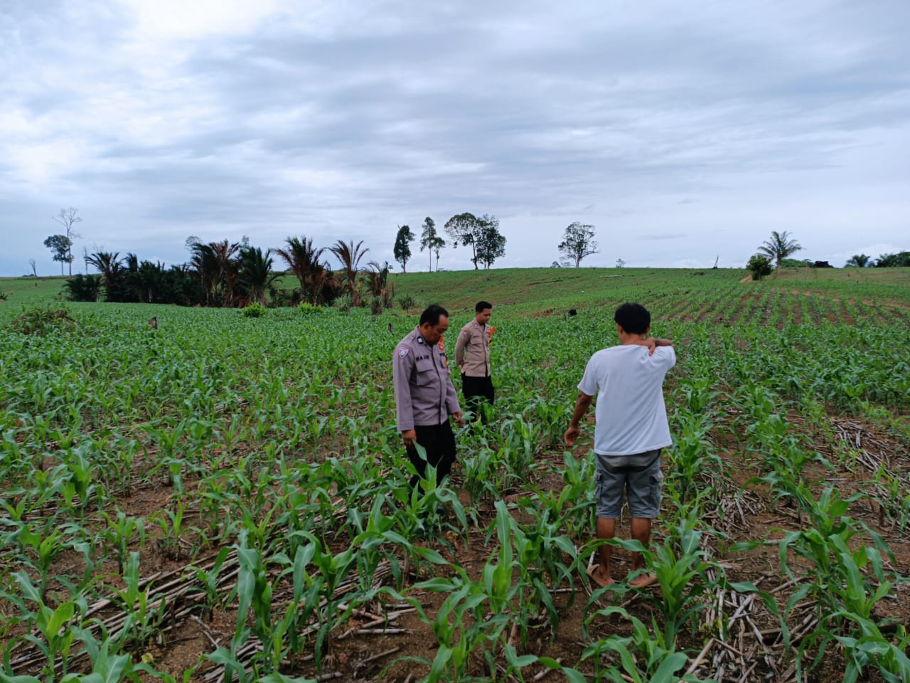 Tanaman Jagung Diklaim Tumbuh Subur di Peramasan Dua Kali Sanga