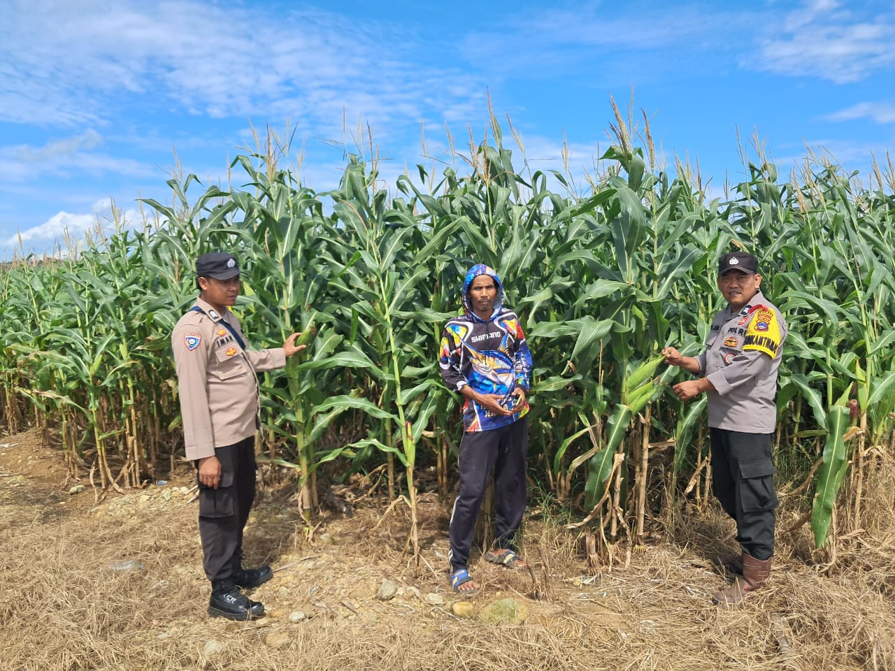 150 Hektare Kawasan Perhutani Disiapkan Untuk Penanaman Jagung