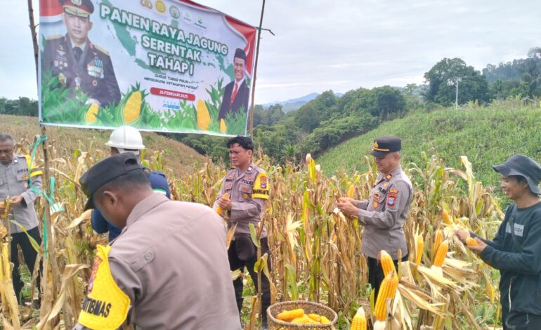 Panen Jagung Serentak Pertama di Desa Batuah