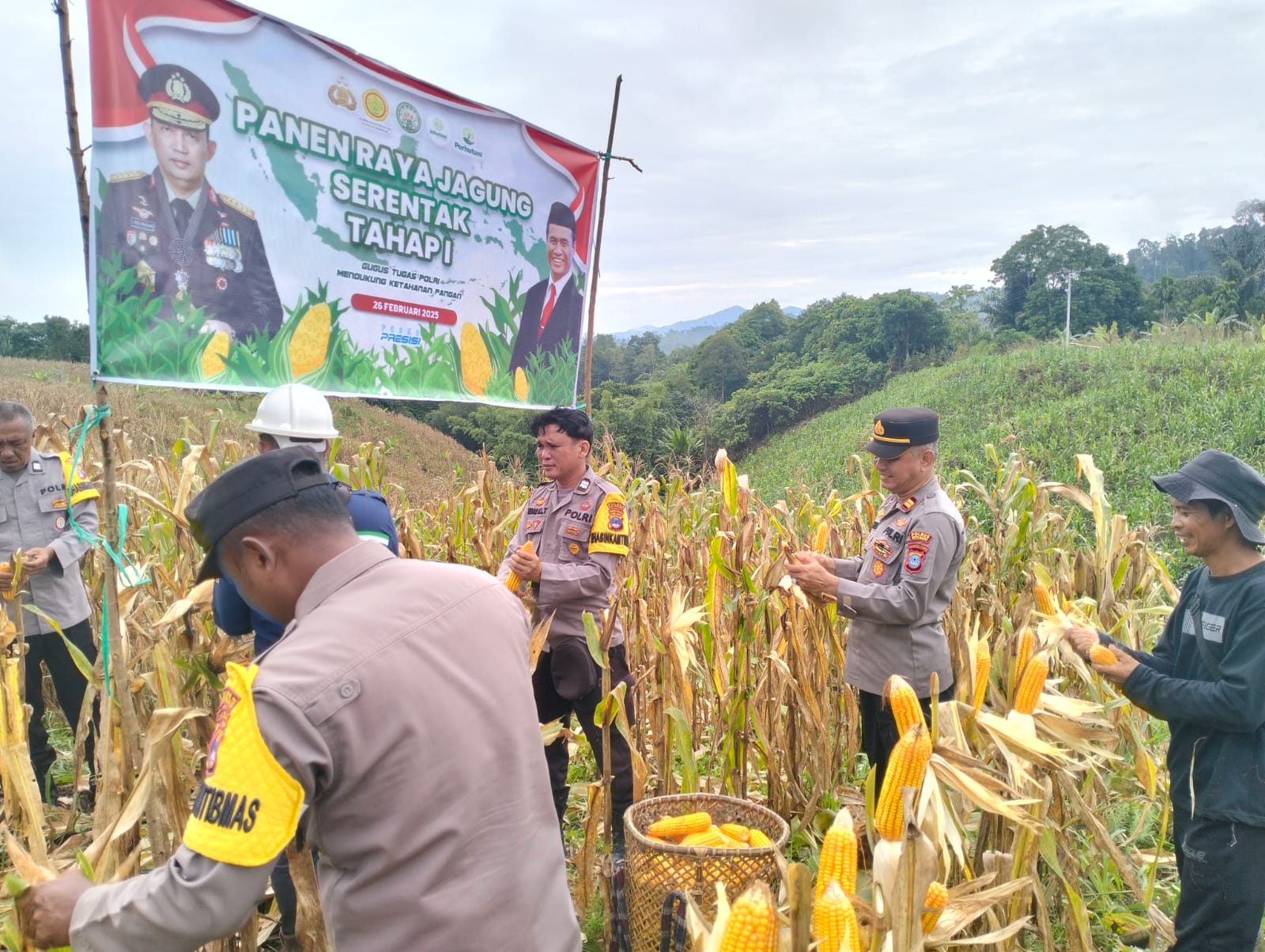 Panen Jagung Serentak Pertama di Desa Batuah