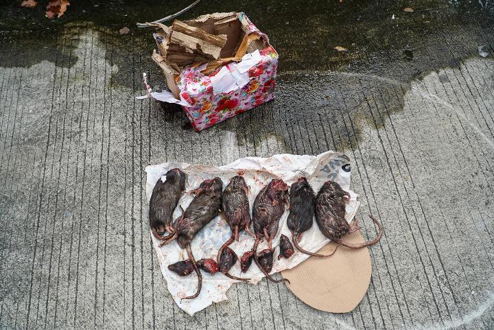 Lagi, Kantor TEMPO Dapat Kiriman Bangkai Tikus Dipenggal