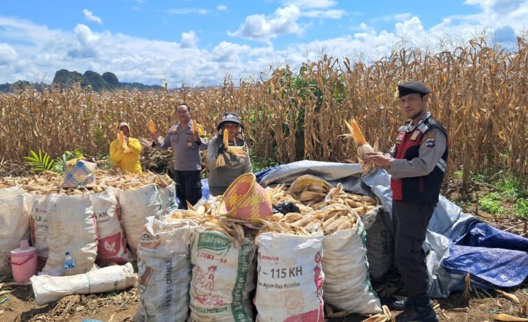 Tanam Bulan Desember, Petani Rukun Makmur Panen Jagung